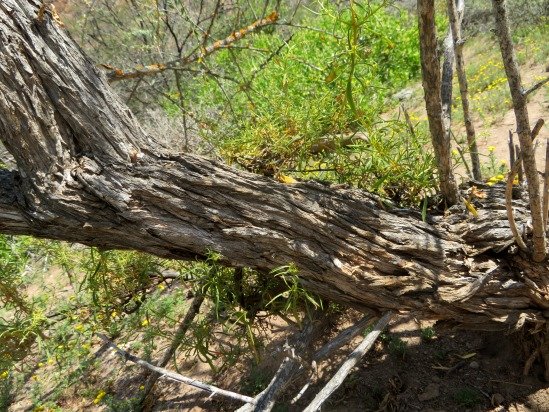 Lycium oxycarpum big stem