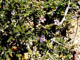 Lycium cinereum