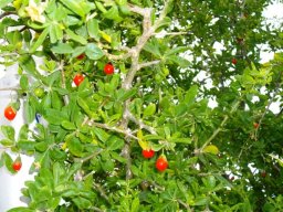 Lycium ferocissimum