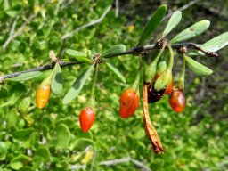 Lycium oxycarpum fruit colours