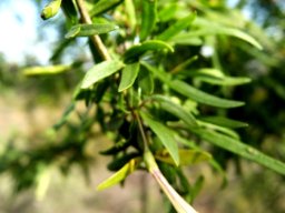 Lycium oxycarpum long flower tube