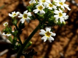 Manulea praeterita flowers
