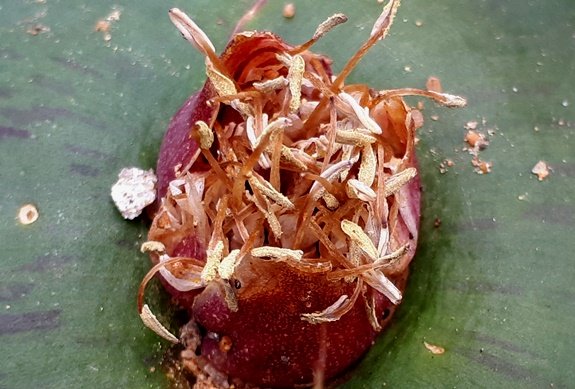 Massonia depressa fading inflorescence