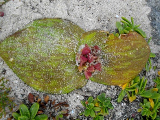 Massonia pustulata