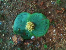 Massonia depressa down to earth pollination