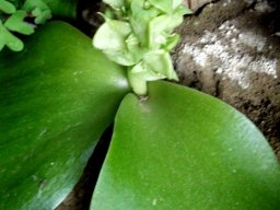 Massonia bifolia