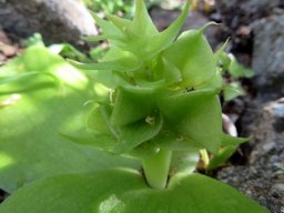 Massonia bifolia tapering stem