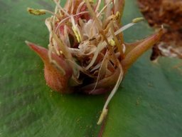 Massonia depressa anthers