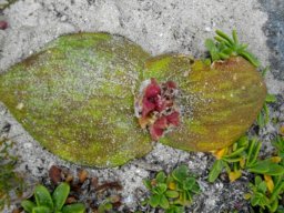 Massonia pustulata