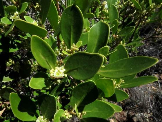 Maytenus oleoides flowers and buds