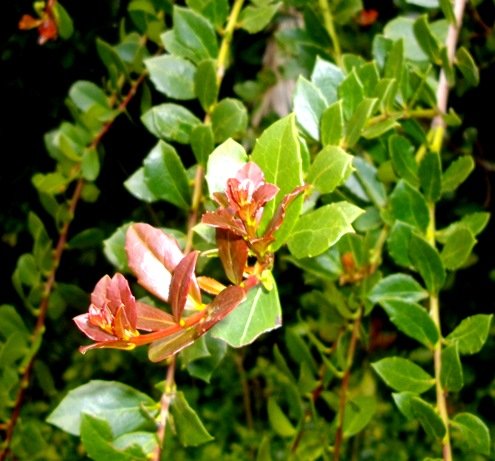 Maytenus procumbens new growth