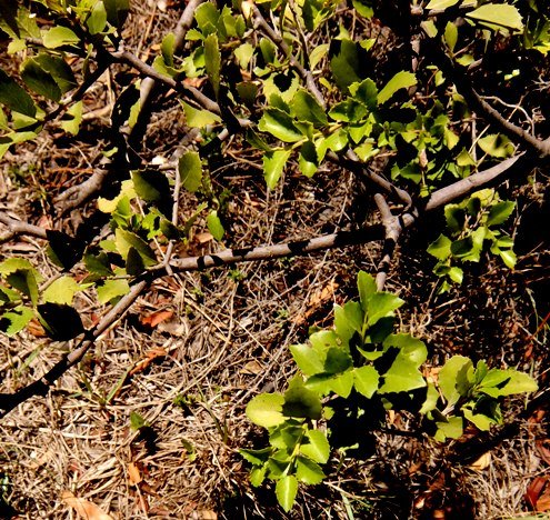 Maytenus undata stems