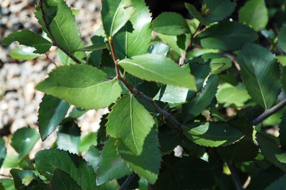 Maytenus undata 
