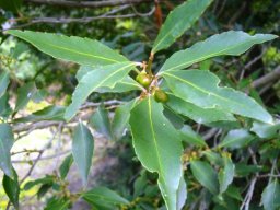 Maytenus acuminata