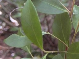 Maytenus oleoides leaves