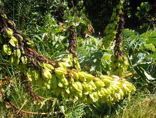 Melianthus major