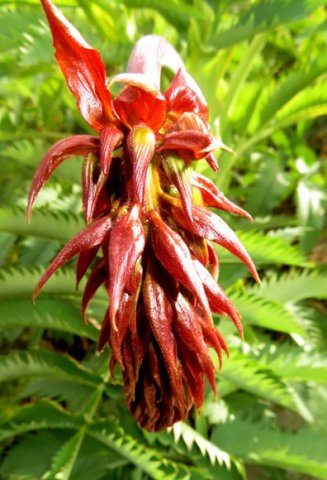 Melianthus major young inflorescence adding shine