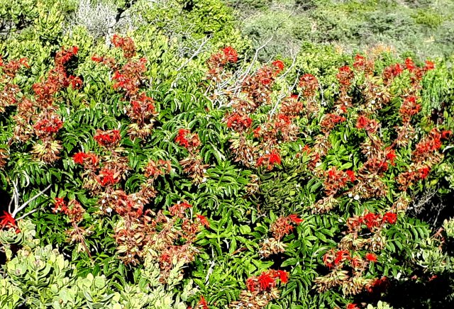 Melianthus pectinatus