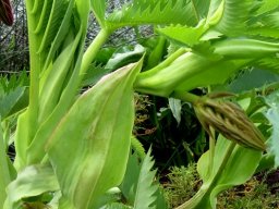 Melianthus major stipules and buds