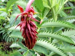 Melianthus major young inflorescence darkening