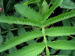 Melianthus major leaves
