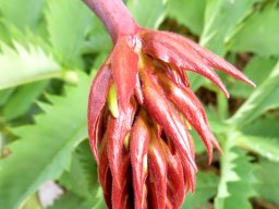 Melianthus major young inflorescence