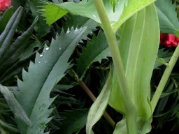 Melianthus major leaf stipules