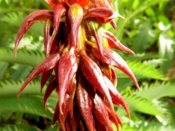 Melianthus major young inflorescence adding shine