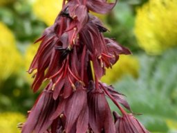 Melianthus major flowers