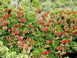 Melianthus pectinatus