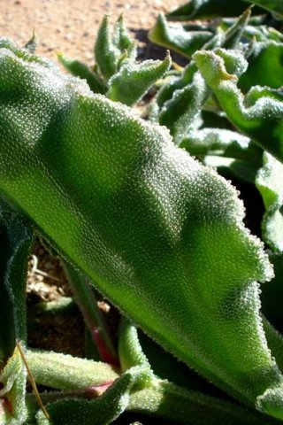 Mesembryanthemum crystallinum leaves