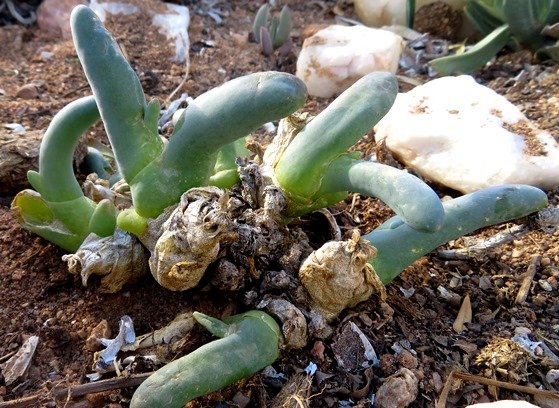 Mesembryanthemum digitatum 
