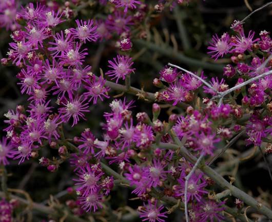 Mesembryanthemum junceum in flower