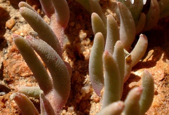 Mesembryanthemum oculatum leaves