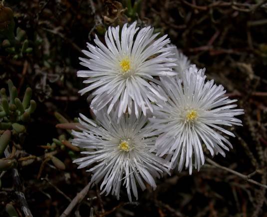 Mesembryanthemum splendens flowers