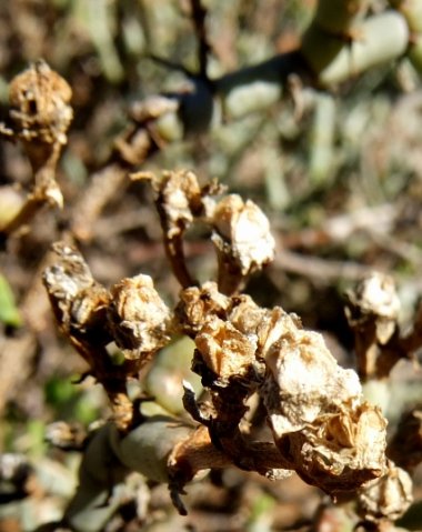 Mesembryanthemum junceum capsules