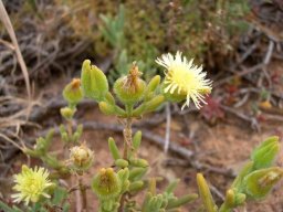 Mesembryanthemum excavatum