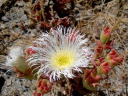 Mesembryanthemum guerichianum flower