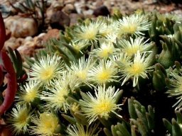 Mesembryanthemum nitidum
