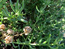 Mesembryanthemum splendens decussate leaves