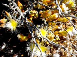 Mesembryanthemum tortuosum on the dry side