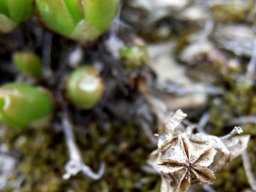 Mesembryanthemum tortuosum fruit capsule