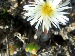 Mesembryanthemum tortuosum in August