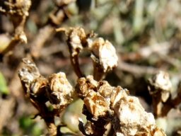 Mesembryanthemum junceum capsules