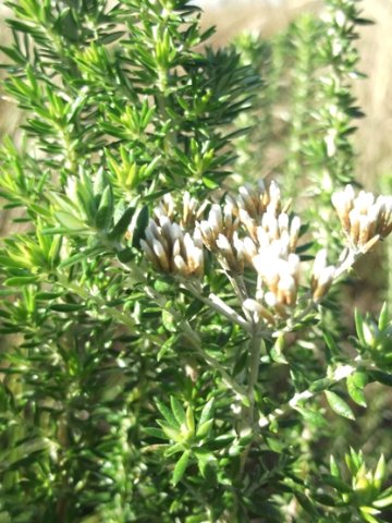 Metalasia densa new leaves