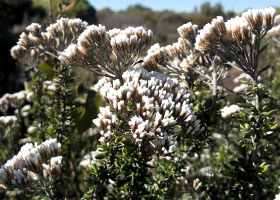 Metalasia densa inflorescence structure