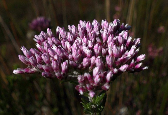 Metalasia erubescens many heads, one inflorescence