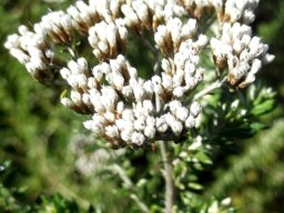 Metalasia densa inflorescence
