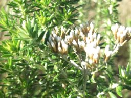 Metalasia densa new leaves