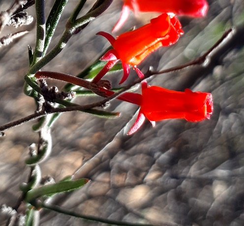 Microloma namaquense flowers
